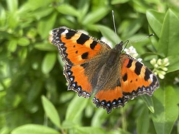 Close-up of butterfly pollinating flower