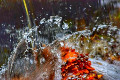 Close-up of crab in water