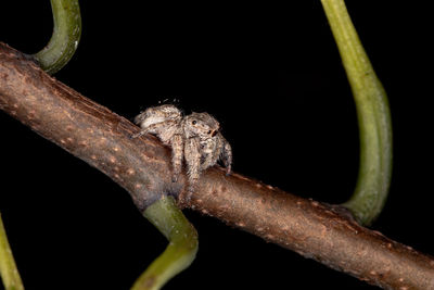 Close-up of insect on leaf against black background