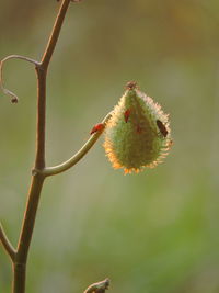 Close-up of flower buds on twig