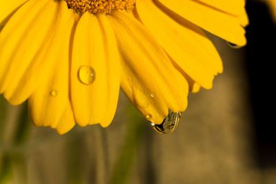 Close-up of wet yellow flower