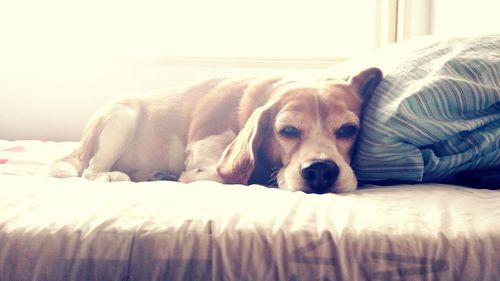 Close-up of dog lying on sofa