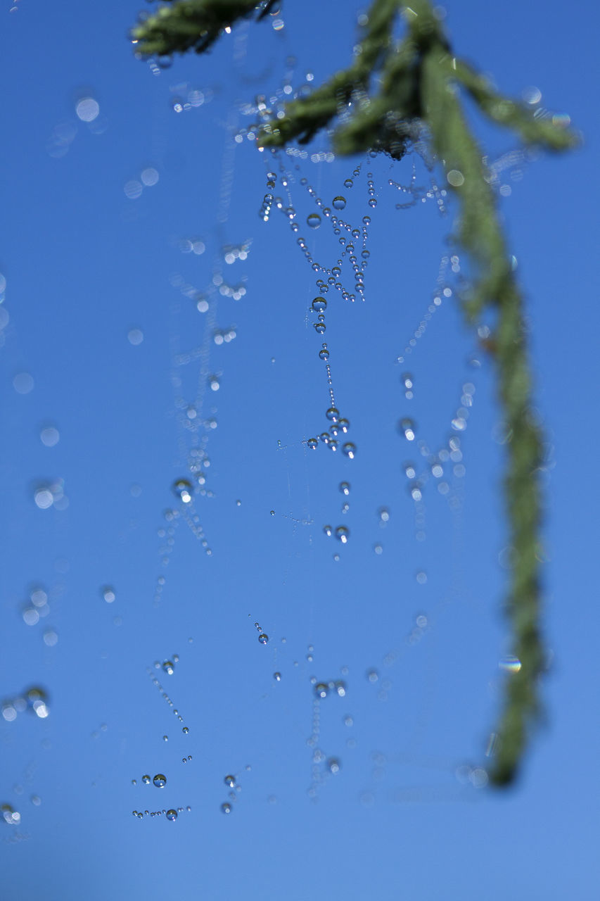 CLOSE-UP OF WATER DROPS ON SPIDER WEB