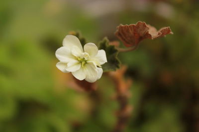 Close-up of flower against blurred background