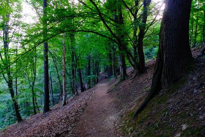 Trail amidst trees in forest