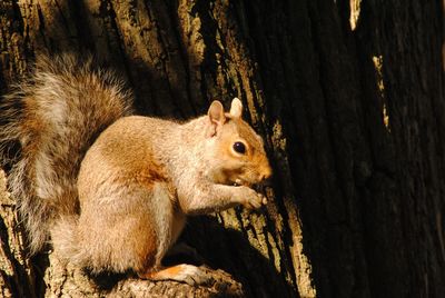 Close-up of squirrel on tree trunk