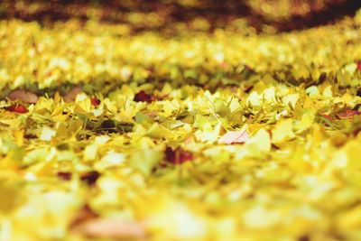 Close-up of yellow leaves