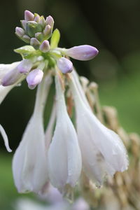 Close-up of fresh purple flowers