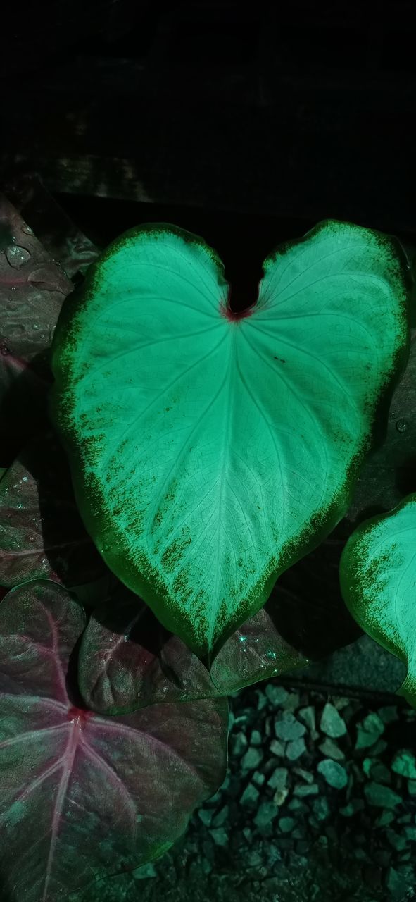 CLOSE-UP OF GREEN LEAVES ON ROCK