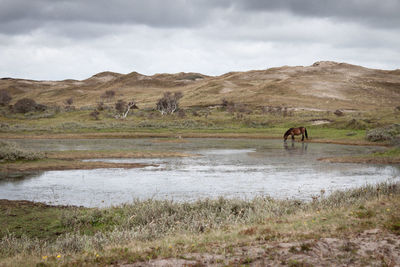 Scenic view of horse drinking from lake in field