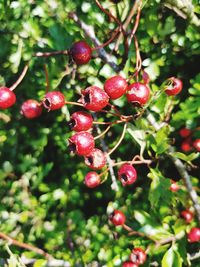 Close-up of red berries growing on tree