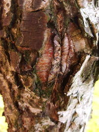 Close-up of tree trunk