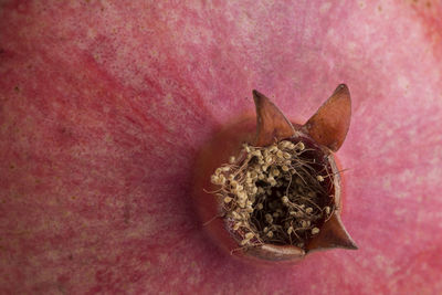 Close-up of pomegranate