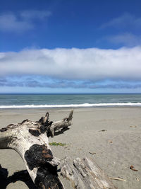 Driftwood on beach against sky