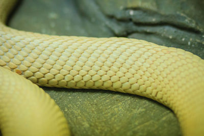 Close-up of snake