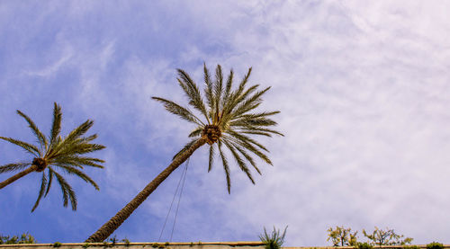 Low angle view of coconut palm tree against sky