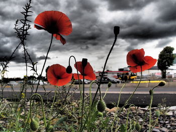 Poppies growing on field against sky during sunset