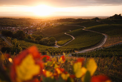 Scenic view of agricultural field against sky during sunset