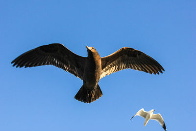 Low angle view of birds flying against blue sky