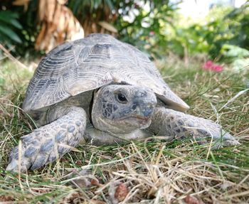 Close-up of a turtle on field