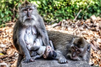 Monkeys sitting outdoors