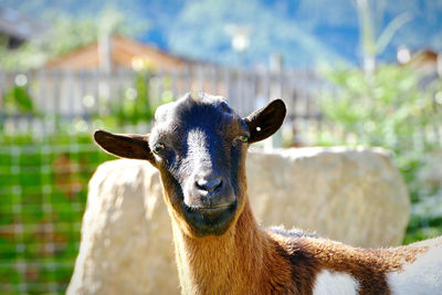 Close-up portrait of a goat in zoo