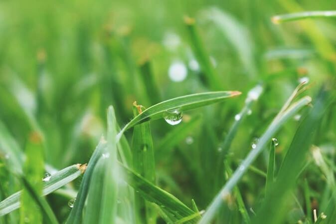 drop, green color, grass, growth, water, blade of grass, wet, close-up, nature, freshness, dew, beauty in nature, plant, field, green, selective focus, focus on foreground, fragility, day, tranquility