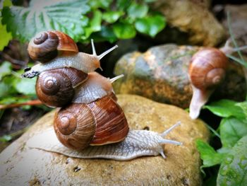 Close-up of snail