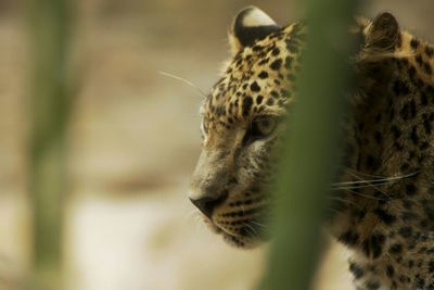 Close-up of leopard looking away