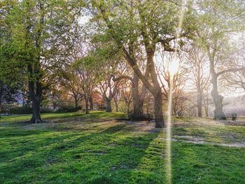 Trees on grassy field