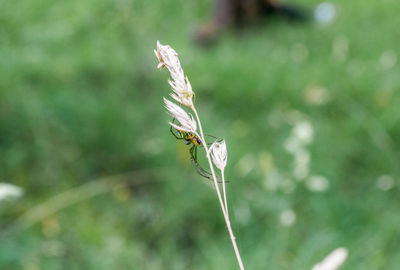 Close-up of damselfly on plant