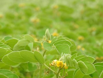 Close-up of yellow flowering plant