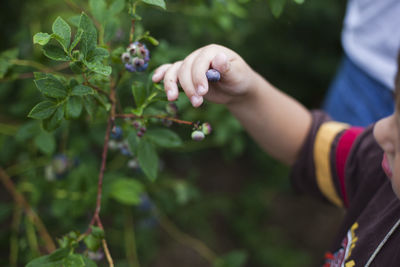 Cropped hand of child holding blueberry plant