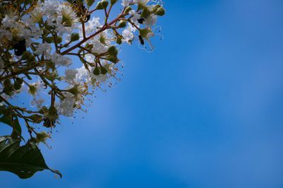 Low angle view of blooming tree against clear blue sky