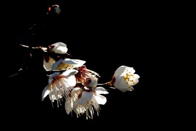 Close-up of white flowers against black background