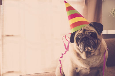 Portrait of pug wearing party hat at home