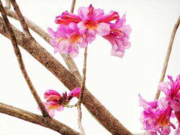 Low angle view of pink cherry blossom