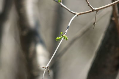 Close-up of plant