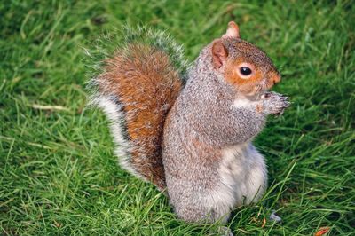 Close-up of squirrel on grass