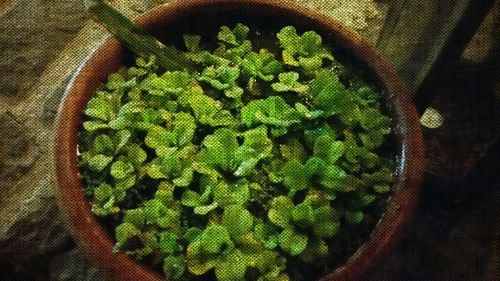 Close-up of green leaf