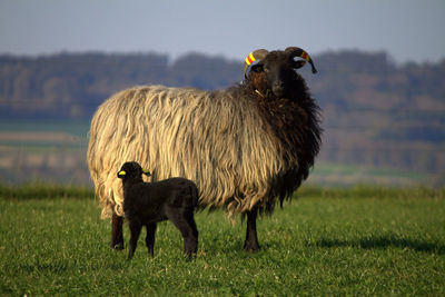 Mother sheep with child standing in a field