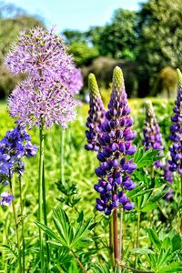 Close-up of purple flowering plants on field