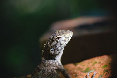 Close-up of lizard