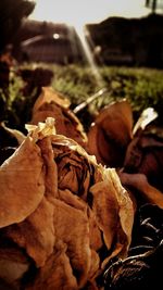 Close-up of leaves on mountain during sunny day