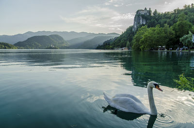 Swan swimming in lake