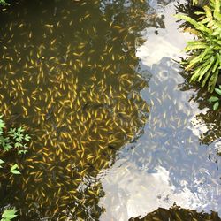 Reflection of plants in lake