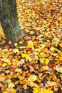 High angle view of maple leaves on tree during autumn