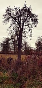 Bare tree on field against sky