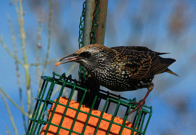 Close-up of bird perching on metal feeder