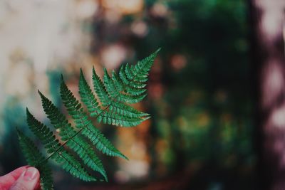 Close-up of plant